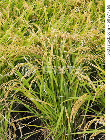 Agricultural image (rice farming) Agricultural image (rice farming) 69977569