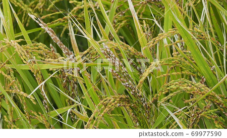 Agricultural image (rice farming) Agricultural image (rice farming) 69977590