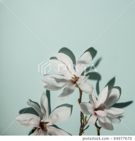Beautiful pink magnolia flowers on blue background. Top view. flat lay. Spring minimalistic concept Beautiful pink magnolia flowers on blue background. Top view. flat lay. Spring minimalistic concept 69977670