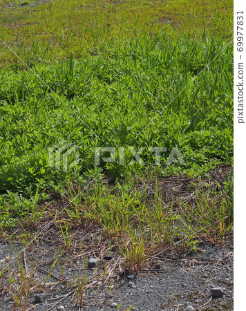 荒原草原野原雜草 荒原草原野原雜草 69977831