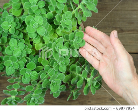 Gardener holding indian borage, Plectranthus amboinicus or spur plant Gardener holding indian borage, Plectranthus amboinicus or spur plant 69977954