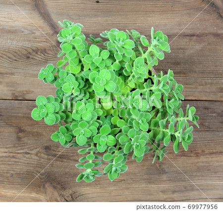 Potted indian borage, Plectranthus amboinicus or spur  flower 69977956