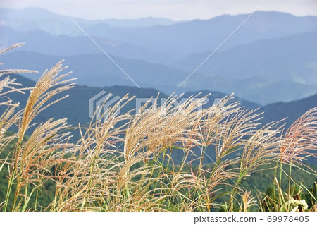 Autumn raw stone plateau, pampas grass meadow, Kimino Town, Kaiso District, Wakayama Prefecture 69978405