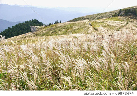 Autumn raw stone plateau, pampas grass meadow, Kimino Town, Kaiso District, Wakayama Prefecture 69978474