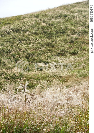 Autumn raw stone plateau, pampas grass meadow, Kimino Town, Kaiso District, Wakayama Prefecture 69978475