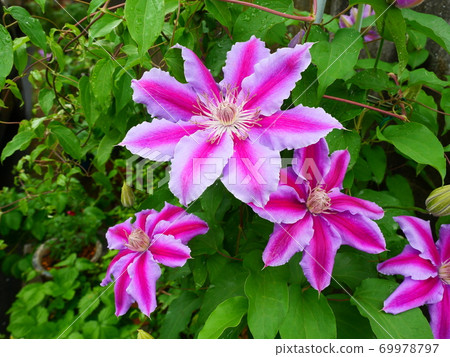 Cramatis Doctor Rappel Cramatis Doctor Rappel 69978797