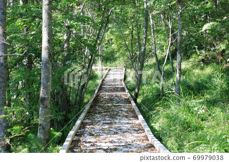 Wooden path of Kushiro wetland 69979038