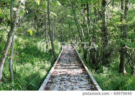 Wooden path of Kushiro wetland Wooden path of Kushiro wetland 69979040
