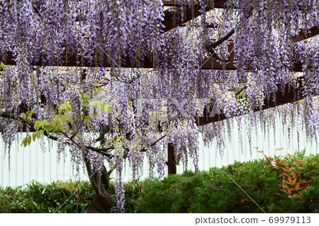 Wisteria flowers Wisteria flowers 69979113