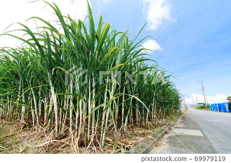 沿路的糖場 69979119