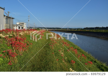 Higanbana(牧野原市坂口谷川市)200930am 7:09 Higanbana(牧野原市坂口谷川市)200930am 7:09 69979129