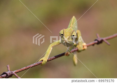 Flap Necked Chameleon On Wire Looking (Chamaeleo dilepis) 69979170