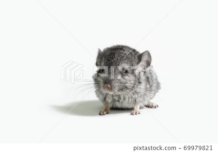 one small gray mouse on a white background close up 69979821