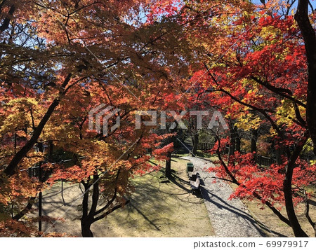 Colorful autumn in Japan. Red, and yellow foliages in a park. Colorful autumn in Japan. Red, and yellow foliages in a park. 69979917