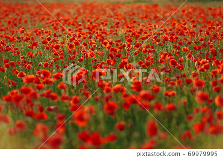 Poppies on green field on warm summer sunset 69979995