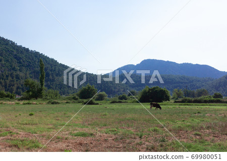 Cow grazing in a meadow against the background of mountains 69980051
