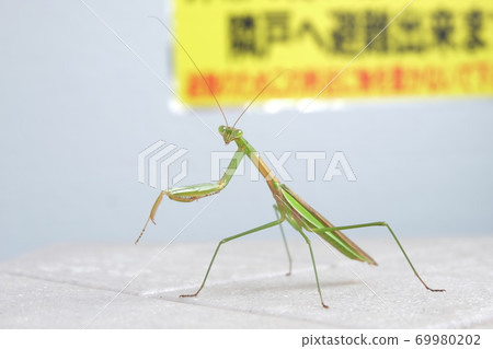 Mantis on the balcony Mantis on the balcony 69980202