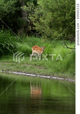Kushiro Marsh Ezo deer Kushiro River Kushiro Marsh Ezo deer Kushiro River 69980318