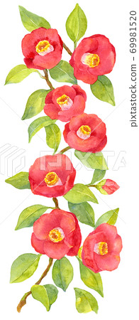 垂直水彩山茶花科 69981520