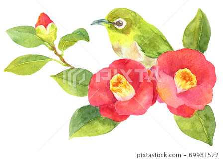 Watercolor white-eye and camellia Watercolor white-eye and camellia 69981522