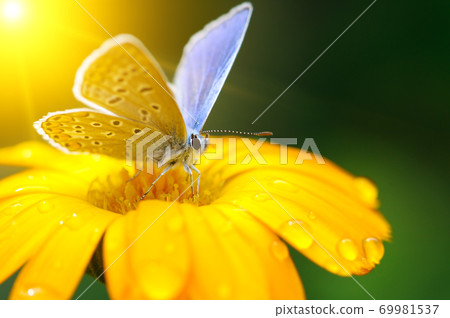 Beautiful butterfly on Gazania flower in rays of sun. Beautiful butterfly on Gazania flower in rays of sun. 69981537