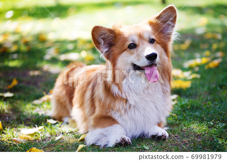 corgi fluffy portrait corgi fluffy portrait 69981979