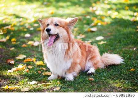 corgi fluffy portrait 69981980