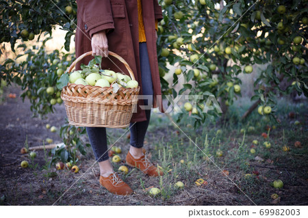 girl holds basket with juicy apples in the garden girl holds basket with juicy apples in the garden 69982003