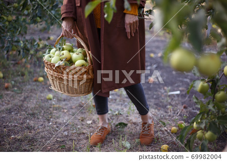 girl holds basket with juicy apples in the garden girl holds basket with juicy apples in the garden 69982004
