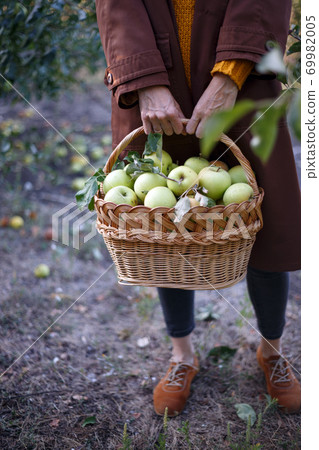 girl holds basket with juicy apples in the garden girl holds basket with juicy apples in the garden 69982005