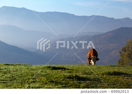 Cow on a pasture Cow on a pasture 69982013