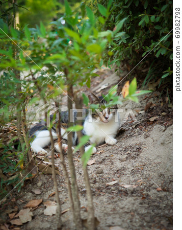 A cat that cools in the shade of a tree 69982798