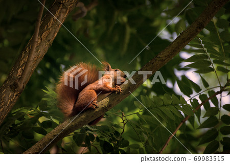 Red fluffy squirrel in a autumn forest. Curious red fur animal among dried leaves. 69983515