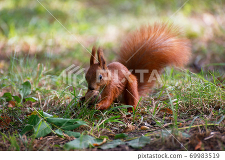 Red fluffy squirrel in a autumn forest. Curious red fur animal among dried leaves. 69983519