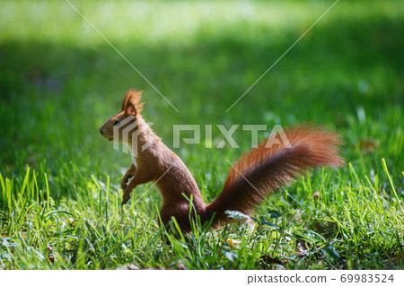 Red fluffy squirrel in a autumn forest. Curious red fur animal among dried leaves. 69983524