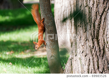 Red fluffy squirrel in a autumn forest. Curious red fur animal among dried leaves. Red fluffy squirrel in a autumn forest. Curious red fur animal among dried leaves. 69983526