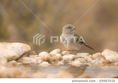 Southern Grey headed Sparrow in Kruger National park, South Africa 69983916