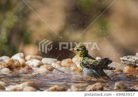 Lesser Masked Weaver in Kruger National park, South Africa 69983917