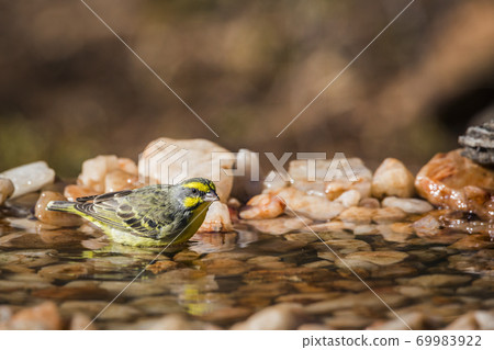 Yellow fronted Canary in Kruger National park, South Africa Yellow fronted Canary in Kruger National park, South Africa 69983922