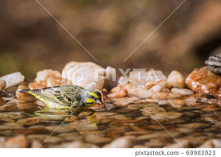 Yellow fronted Canary in Kruger National park, South Africa Yellow fronted Canary in Kruger National park, South Africa 69983923
