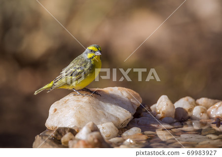 Yellow fronted Canary in Kruger National park, South Africa 69983927