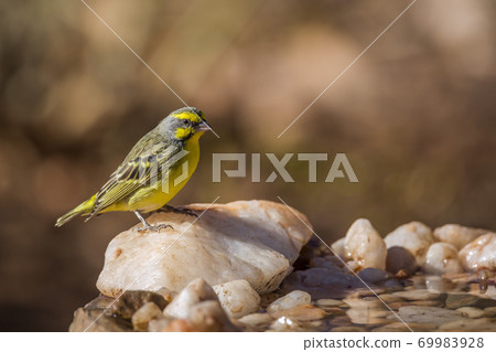 Yellow fronted Canary in Kruger National park, South Africa Yellow fronted Canary in Kruger National park, South Africa 69983928