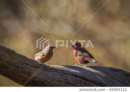 Jameson Firefinch in Kruger National park, South Africa 69984122