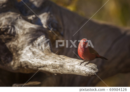 Jameson Firefinch in Kruger National park, South Africa Jameson Firefinch in Kruger National park, South Africa 69984126