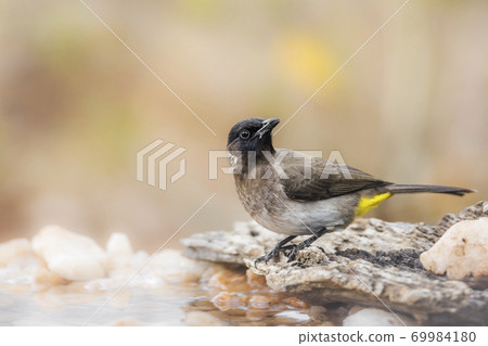 Dark capped Bulbul in Kruger National park, South Africa 69984180