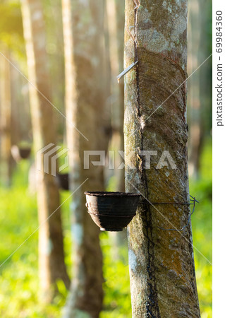 Agricultural rubber tree field Agricultural rubber tree field 69984360