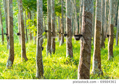 Agricultural rubber tree field Agricultural rubber tree field 69984361