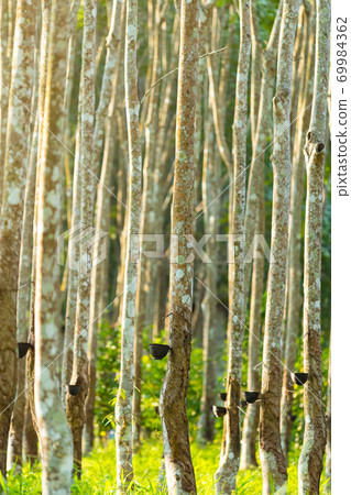 Agricultural rubber tree field Agricultural rubber tree field 69984362