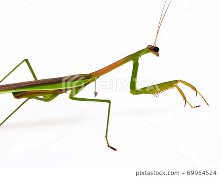 Praying mantis 69984524