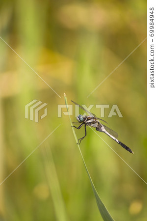 Shiokaratombo 69984948